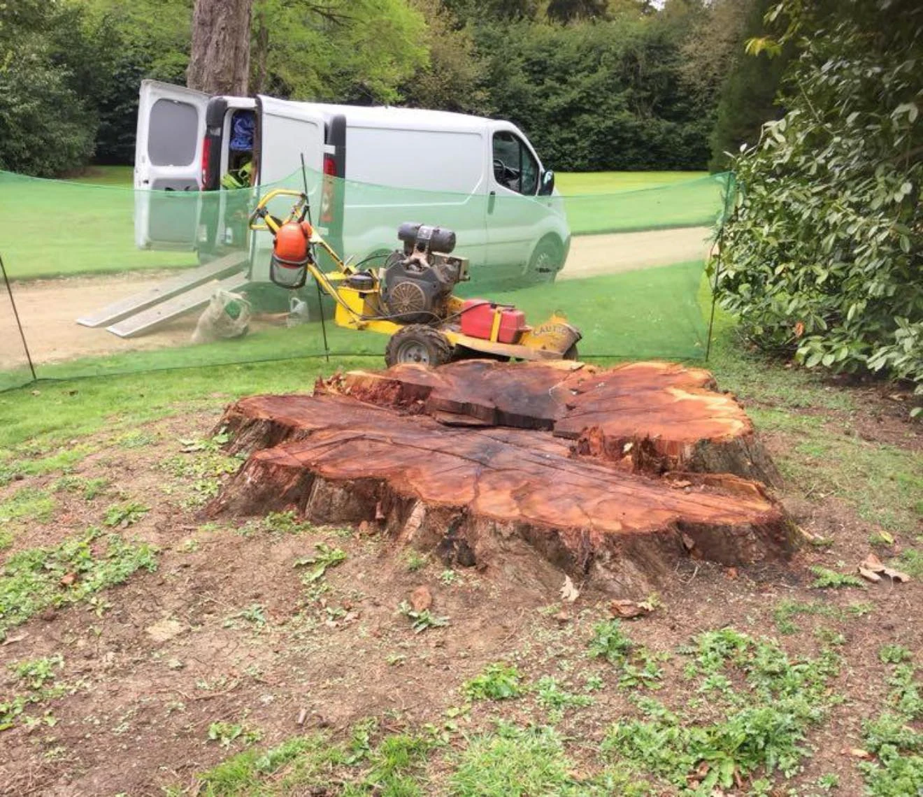 Large tree stump to be removed.
