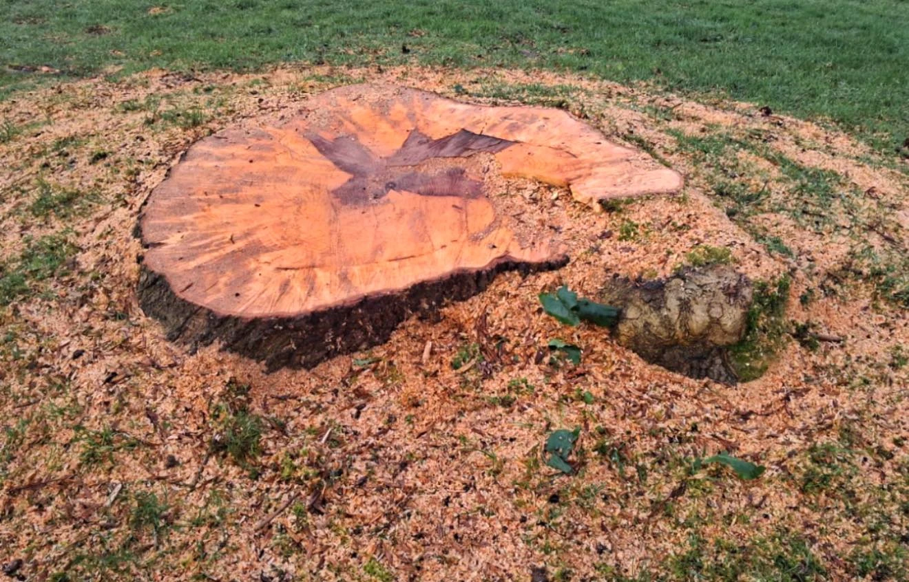 Very large tree stump to be removed.