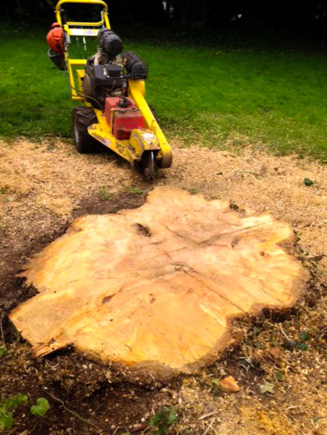 Large tree stump and grinding machine.