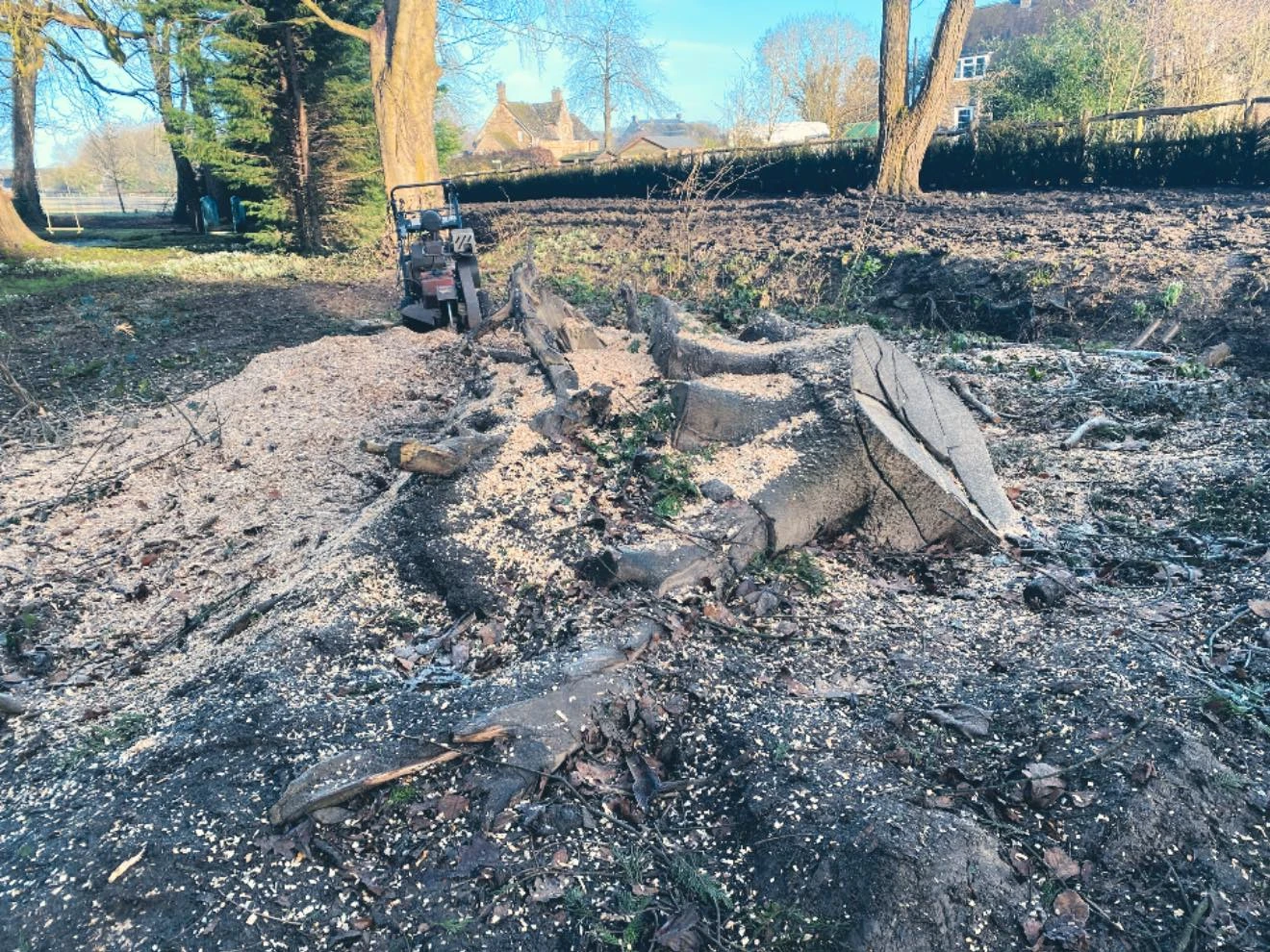 Stump to be removed in the forest.